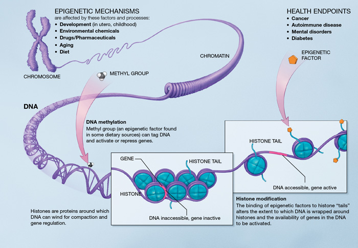 Epigenetics Mechanisms