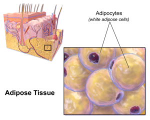 Adiposity