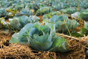Cabbage - High in Glutamine